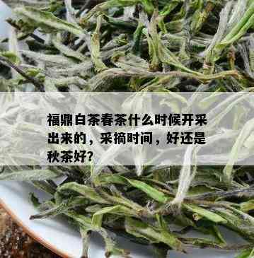 福鼎白茶春茶什么时候开采出来的，采摘时间，好还是秋茶好？