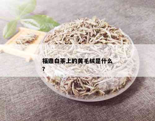 福鼎白茶上的黄毛绒是什么？