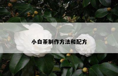 小白茶制作方法和配方