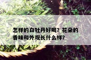 怎样的白牡丹好喝？花朵的香味和外观长什么样？