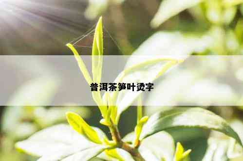 普洱茶笋叶烫字