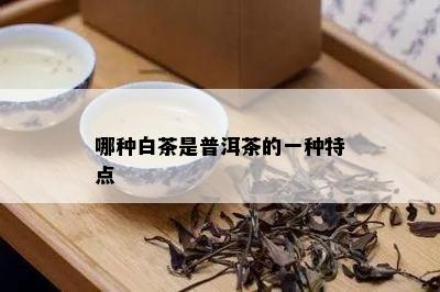 哪种白茶是普洱茶的一种特点