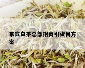 来宾白茶总部招商引资目方案