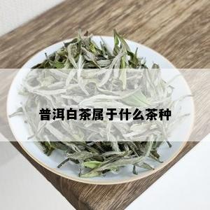 普洱白茶属于什么茶种