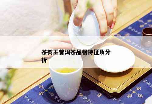 茶树王普洱茶品相特征及分析