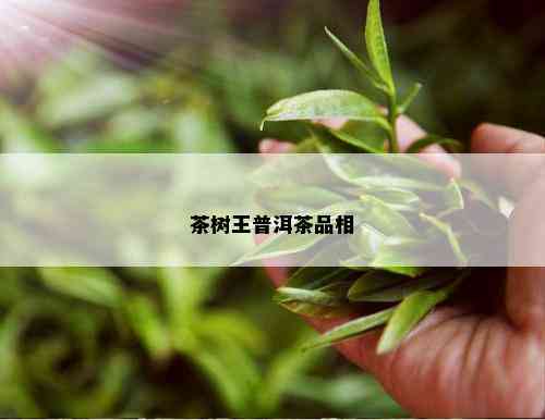 茶树王普洱茶品相