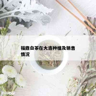 福鼎白茶在大连种植及销售情况