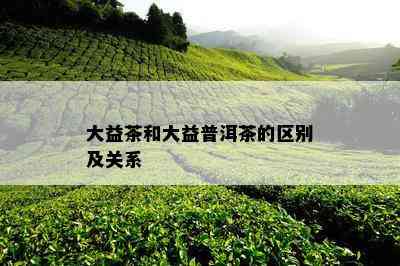 大益茶和大益普洱茶的区别及关系