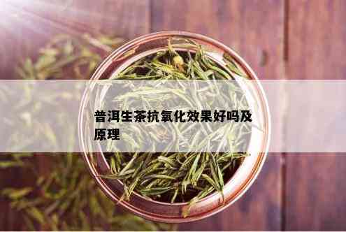 普洱生茶抗氧化效果好吗及原理