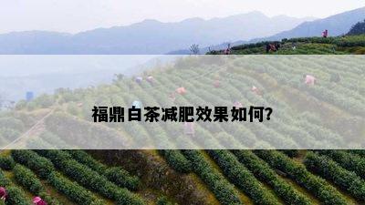 福鼎白茶减肥效果如何？