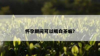 怀孕期间可以喝白茶嘛？