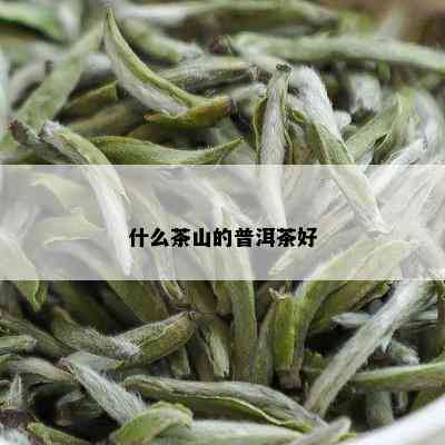 什么茶山的普洱茶好