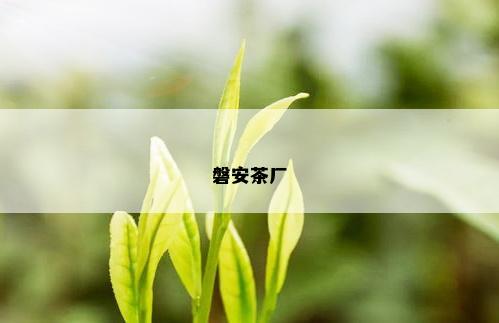 磐安茶厂