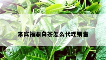 来宾福鼎白茶怎么代理销售