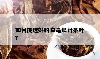 如何挑选好的白毫银针茶叶？