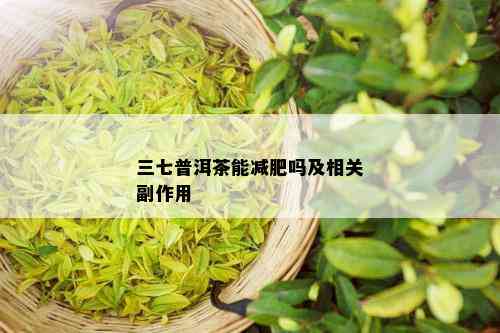 三七普洱茶能减肥吗及相关副作用