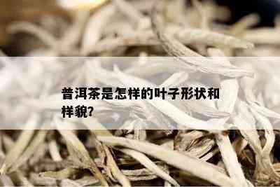 普洱茶是怎样的叶子形状和样貌？