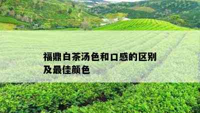 福鼎白茶汤色和口感的区别及更佳颜色