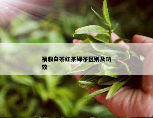 福鼎白茶红茶绿茶区别及功效