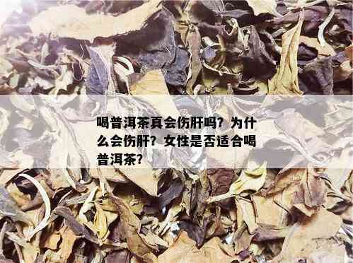 喝普洱茶真会伤肝吗？为什么会伤肝？女性是否适合喝普洱茶？