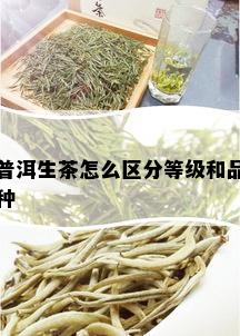 普洱生茶怎么区分等级和品种