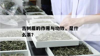 古树眉的作用与功效，是什么茶？