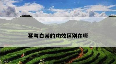 葚与白茶的功效区别在哪