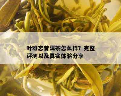 叶难忘普洱茶怎么样？完整评测以及真实体验分享