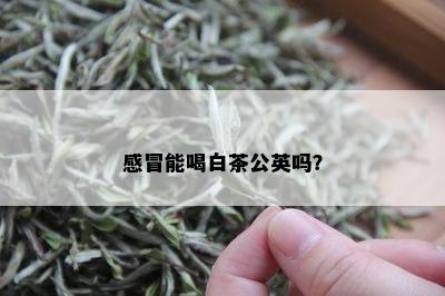 感冒能喝白茶公英吗？