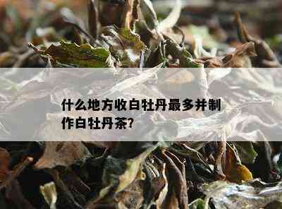 什么地方收白牡丹最多并制作白牡丹茶？