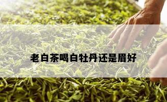 老白茶喝白牡丹还是眉好