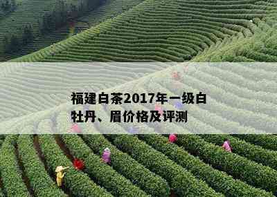 福建白茶2017年一级白牡丹、眉价格及评测