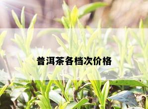 普洱茶各档次价格