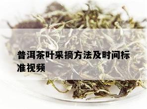 普洱茶叶采摘方法及时间标准视频