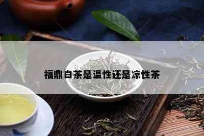 福鼎白茶是温性还是凉性茶