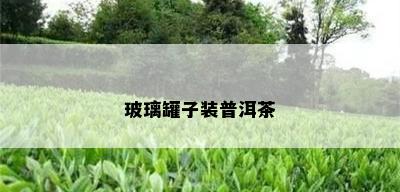 玻璃罐子装普洱茶