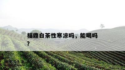 福鼎白茶性寒凉吗，能喝吗？