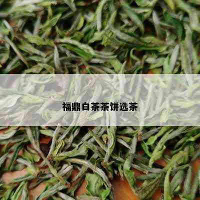 福鼎白茶茶饼选茶