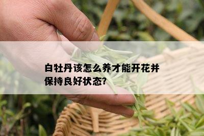 白牡丹该怎么养才能开花并保持良好状态？