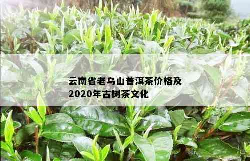 云南省老乌山普洱茶价格及2020年古树茶文化