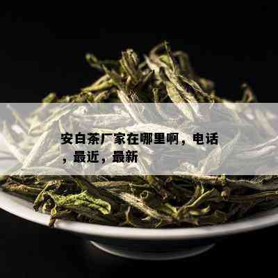 安白茶厂家在哪里啊，电话，最近，最新