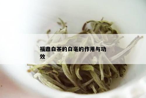 福鼎白茶的白毫的作用与功效