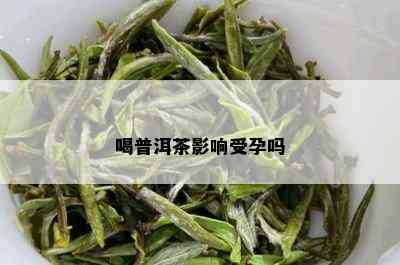 喝普洱茶影响受孕吗