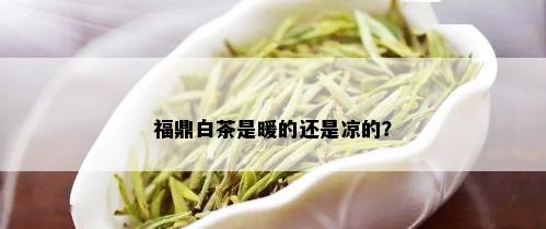 福鼎白茶是暖的还是凉的？