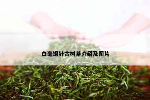 白毫银针古树茶介绍及图片