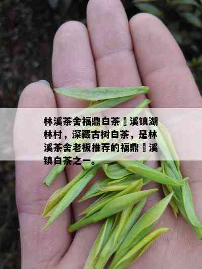 林溪茶舍福鼎白茶磻溪镇湖林村，深藏古树白茶，是林溪茶舍老板推荐的福鼎磻溪镇白茶之一。