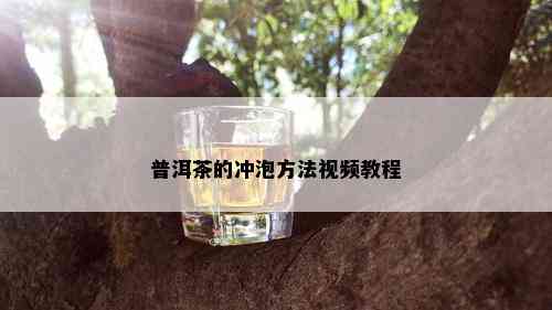 普洱茶的冲泡方法视频教程