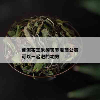 普洱茶玉米须苦荞麦蒲公英可以一起泡的功效