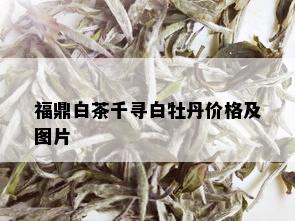 福鼎白茶千寻白牡丹价格及图片