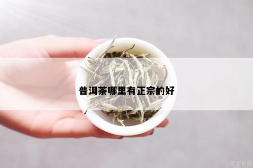 普洱茶哪里有正宗的好